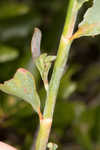 Largeleaf jointweed